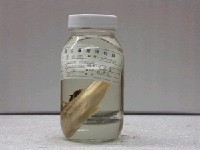藏品(條紋鯻)的圖片